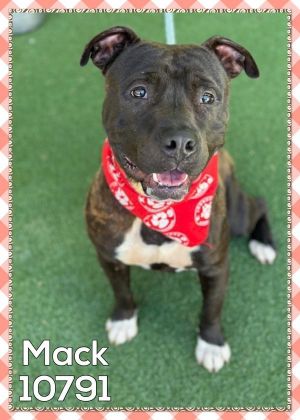 MacK (46) Pit Bull Terrier Dog