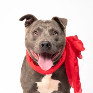 Leshen Pit Bull Terrier Dog