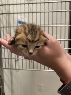 Pinstripe Suit-ADOPTED, Baby Male Domestic Short Hair