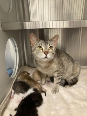 Ballgown Domestic Short Hair Cat