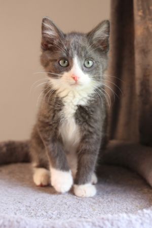 Jojo, Baby Male Domestic Short Hair