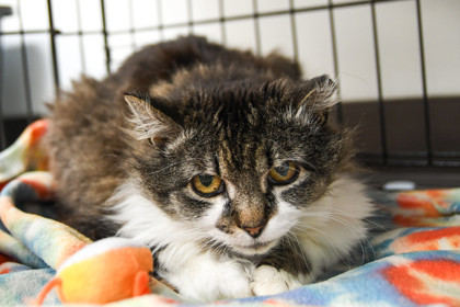 Marmalade