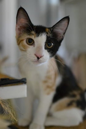 Meet Maitake a kitten with an infectious zest for life Shes the epitome of friendliness always r
