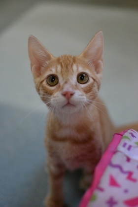 Meet Mia a delightful kitten with a heart full of love Her personality shines through her playful 