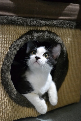 Meet Portobello a delightful kitten whose spirit is as charming as his name This little guy is a b