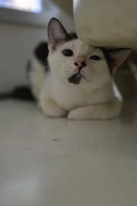 Meet Enoki a kitten brimming with curiosity and energy His friendly nature is infectious making e