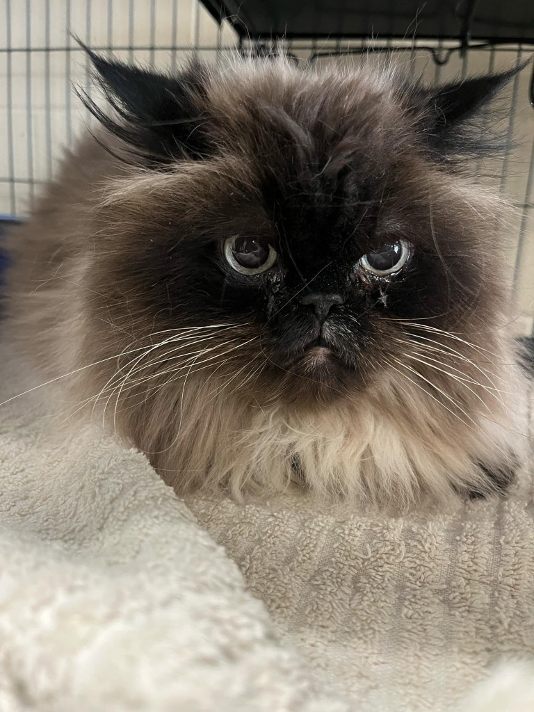 Dr. Megalodon, an adoptable Himalayan in Hamilton, OH, 45013 | Photo Image 1