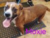 Moxie