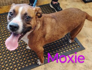Moxie
