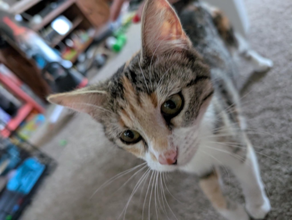 Dutchess