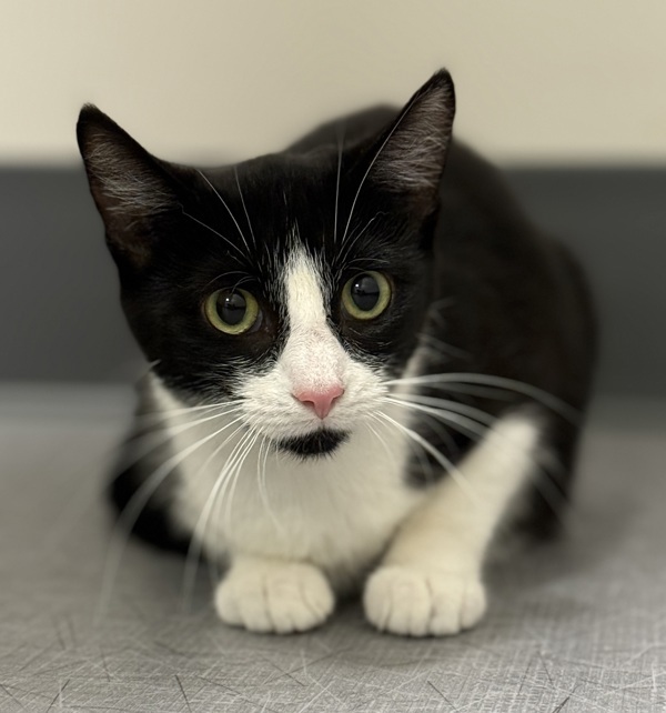 Domino