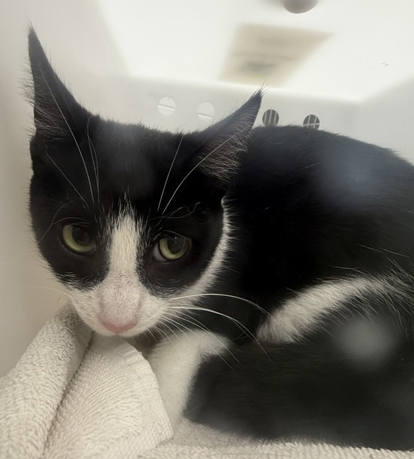 Domino