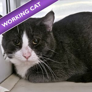 Tony, Young Male Domestic Short Hair