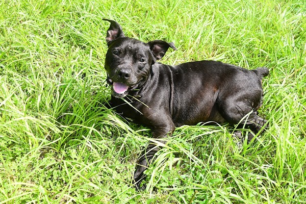 Dutchess