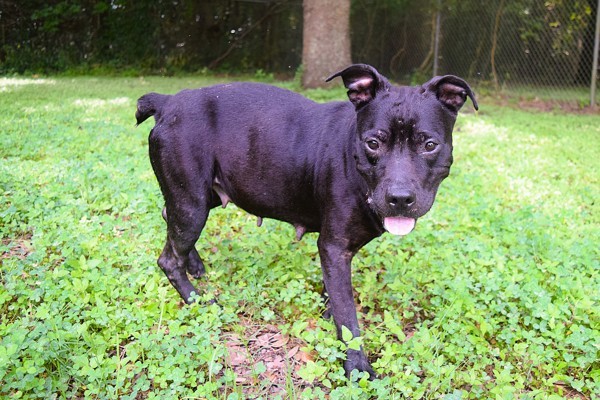 Dutchess