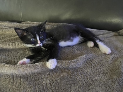 Lucinda At Petco Tatum thumbnail 2