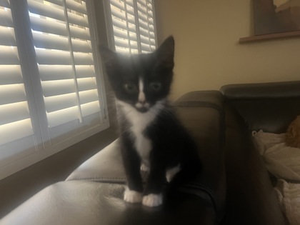 Lucinda At Petco Tatum thumbnail 3