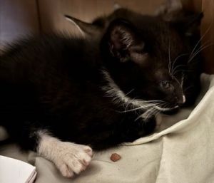 Meet Jimmy Buffett - the purrfect island boy This laid-back little kitten is all about good vibes 
