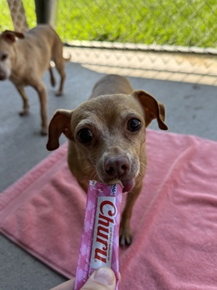 Catalina, an adoptable Chihuahua, Mixed Breed in Harbor Springs, MI, 49740 | Photo Image 1
