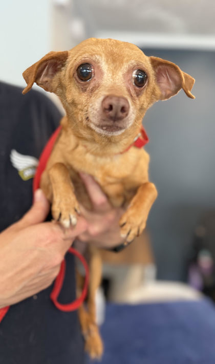 Catalina, an adoptable Chihuahua, Mixed Breed in Harbor Springs, MI, 49740 | Photo Image 2