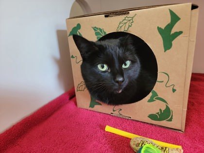 Calimero, an adoptable Domestic Short Hair in Harbor Springs, MI, 49740 | Photo Image 1