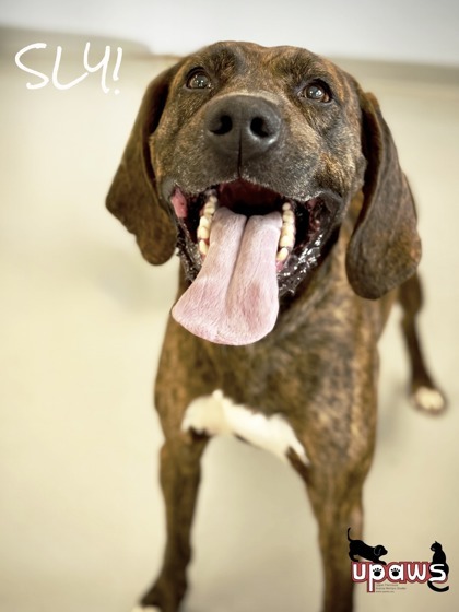 Sly, an adoptable Coonhound, Mixed Breed in Gwinn, MI, 49841 | Photo Image 1