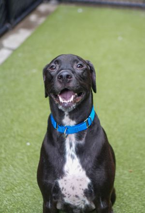 What my friends at Seattle Humane say about me I am a well-behaved gentleman Did you know that Sea
