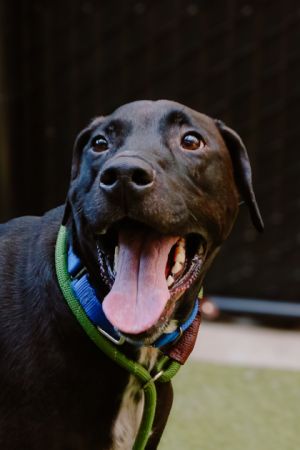 What my friends at Seattle Humane say about me I am a well-behaved gentleman Did you know that Sea