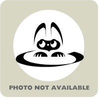 58738265, Baby Female Domestic Medium Hair