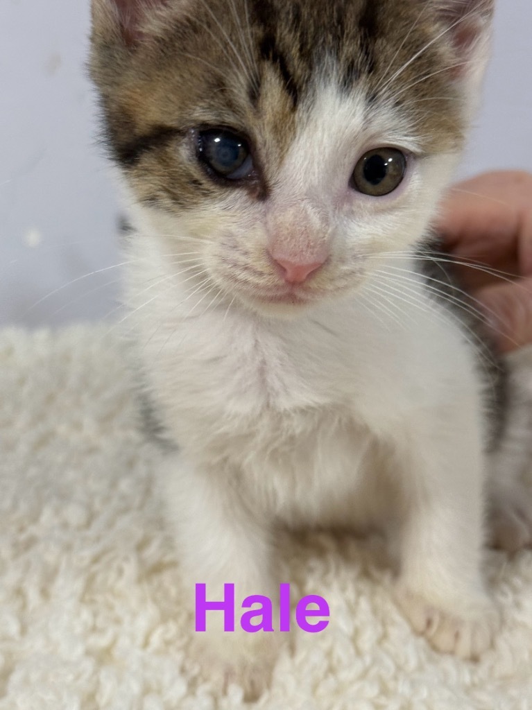 Hale