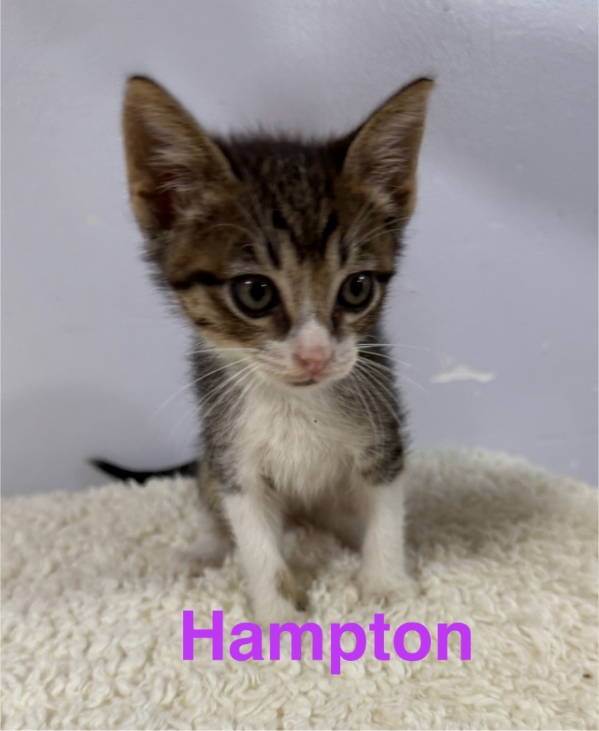 Hampton