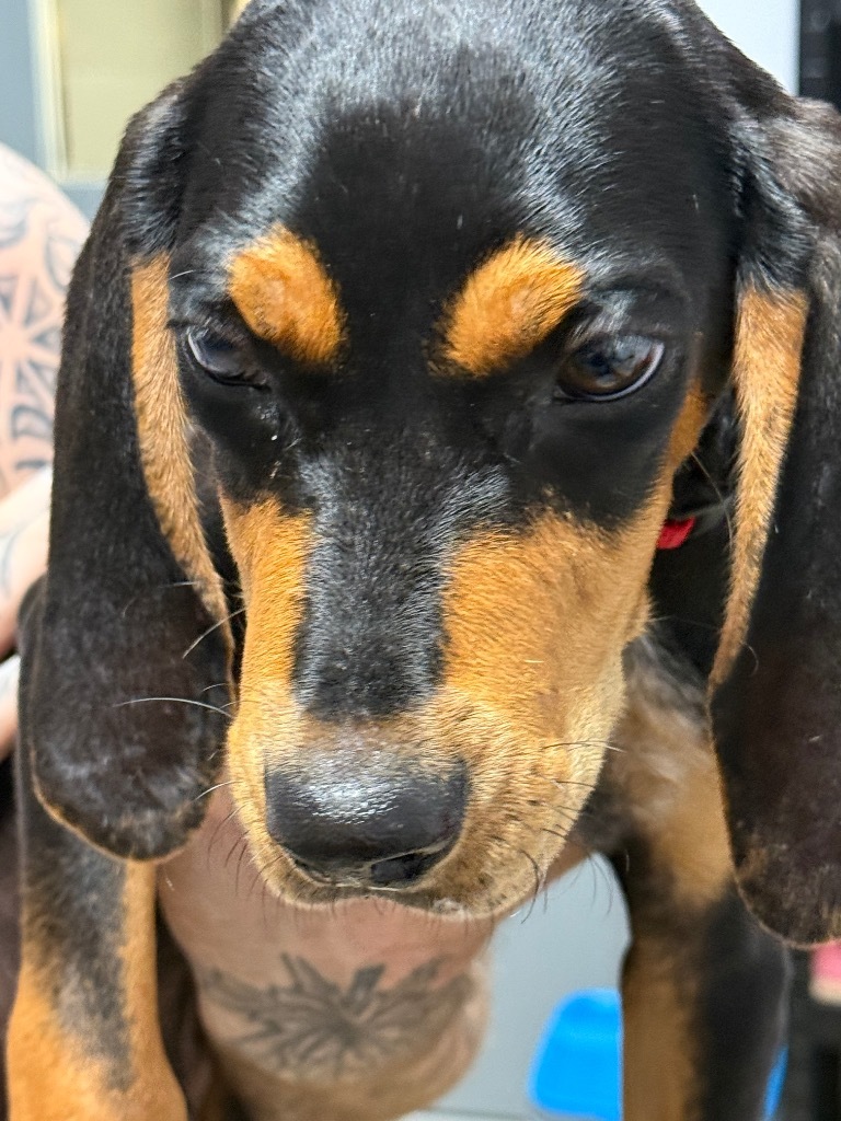 Boudreaux