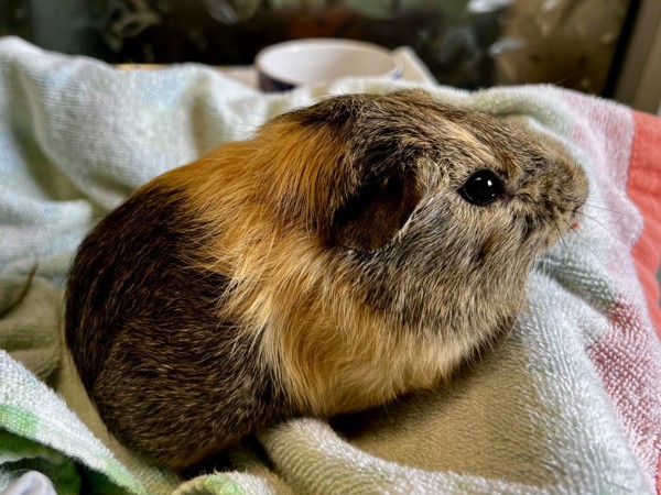 Resetti