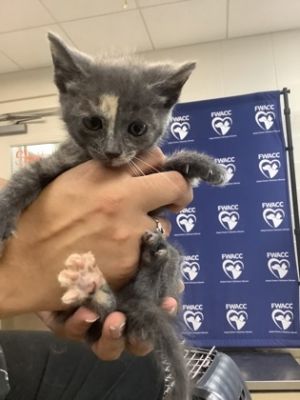 k3, Adult Female Domestic Short Hair
