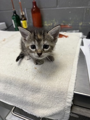 Kit Kat