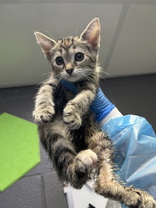 Kit Kat