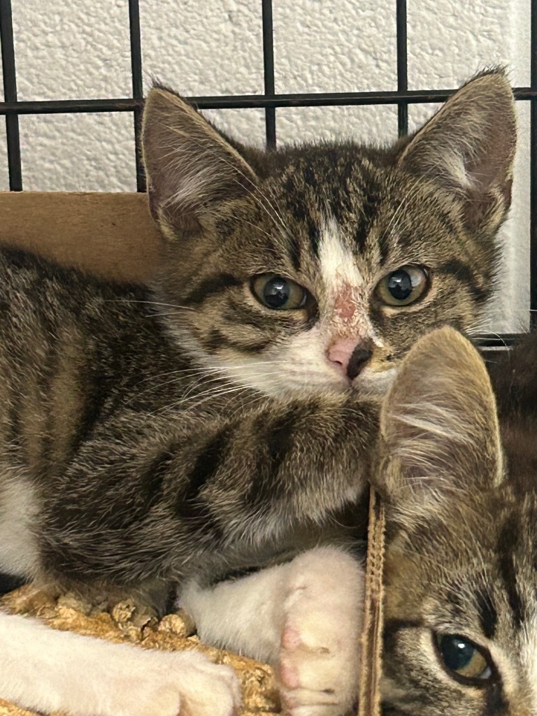 Cutie- Adoptable Awaiting S/N