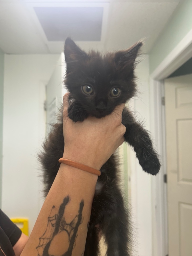 Penlope-Adoptable Awaiting S/N