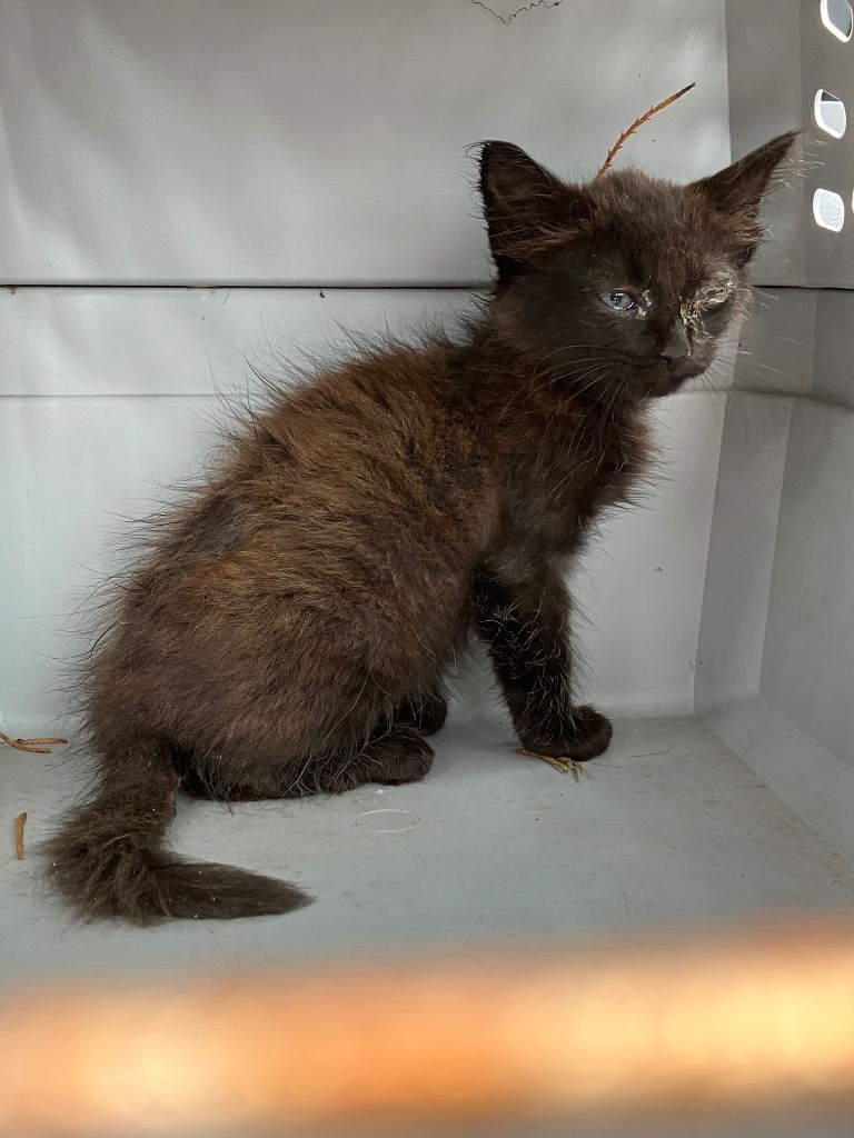 Chance - Adoptable Awaiting S/N