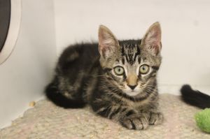 ElectroDerby, Baby Male Domestic Short Hair