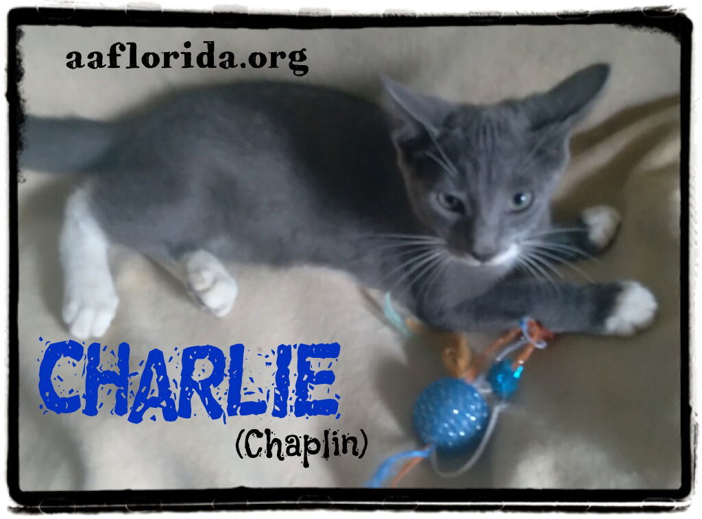 Charlie (Chaplin)
