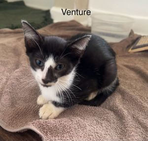 sib Victor Viking VInnyOur V litter - Venture Victor Viking and Vinny- are part of 17 cats t