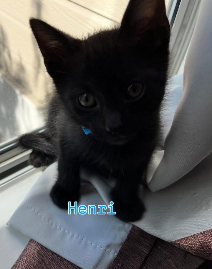 Henri 1