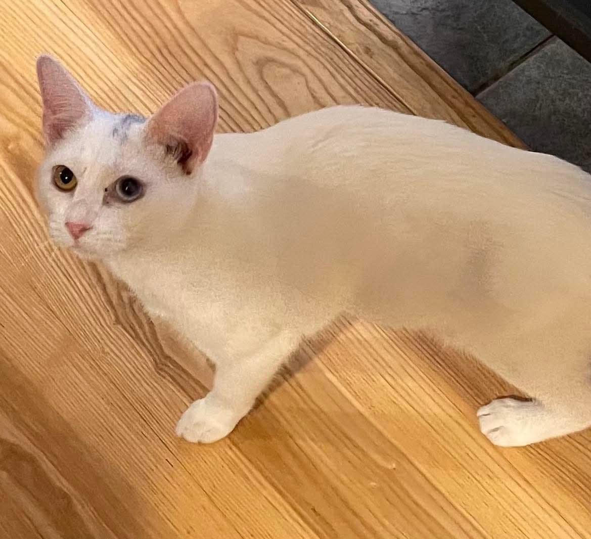 Cotton