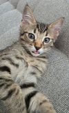 Baby &#34;Vel&#34; Velcro photo 1