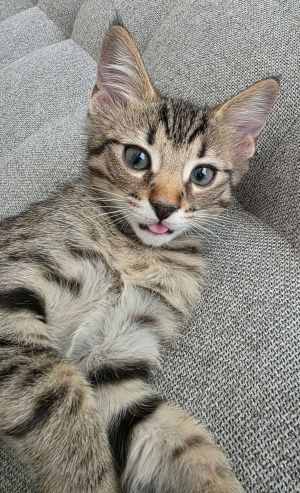 Baby &#34;Vel&#34; Velcro, Young Male Domestic Short Hair