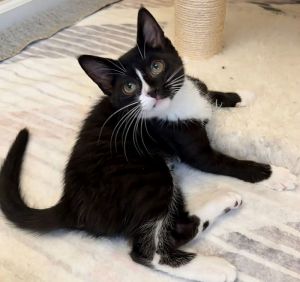 Yodel Tuxedo Cat