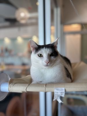 Vince, Adult Male Domestic Short Hair