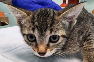 EXPLORER, Baby Female Domestic Short Hair