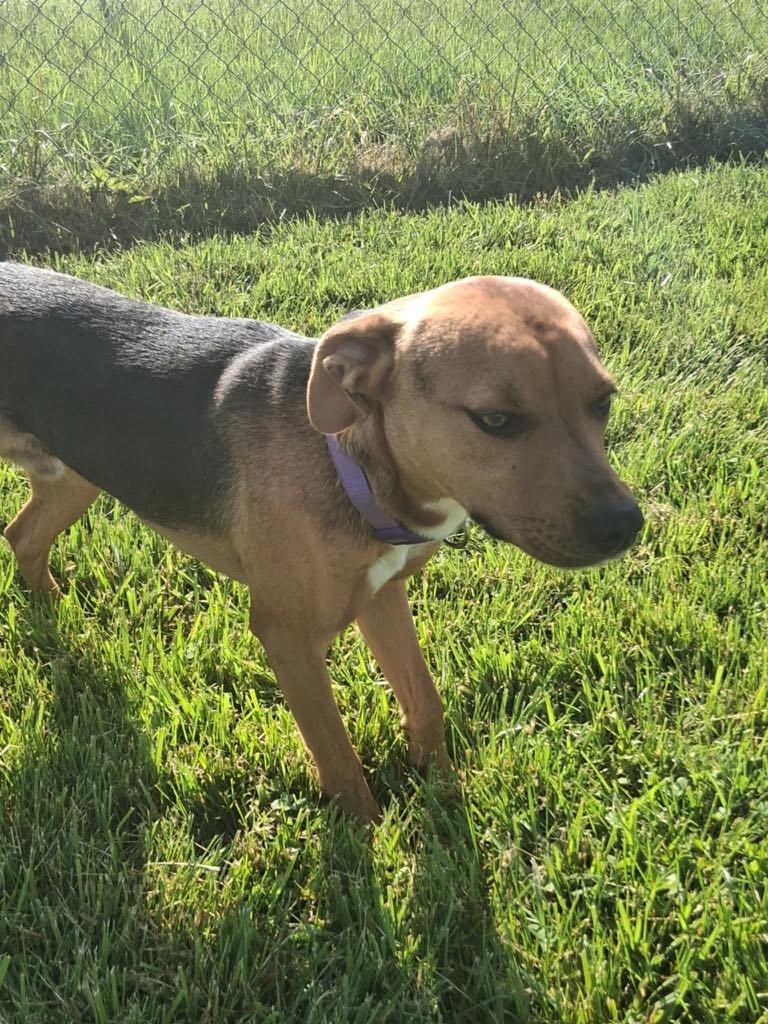 Harley MO, an adoptable Labrador Retriever in Midway, UT, 84049 | Photo Image 1